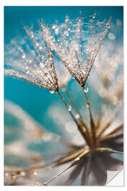 Naklejka na ścianę Dandelion seeds