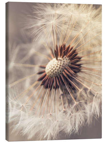 Canvas print Dandelion closeup