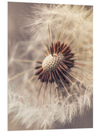 Foam board print Dandelion closeup