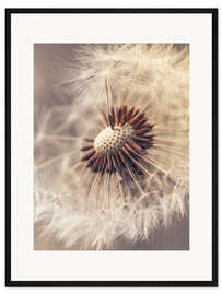 Gerahmter Kunstdruck Pusteblume – Nahaufnahme