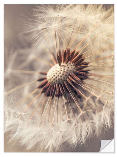 Naklejka na ścianę Dandelion closeup