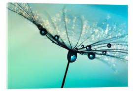 Obraz na szkle akrylowym  Dandelion umbrella turquoise with morning dew - Julia Delgado