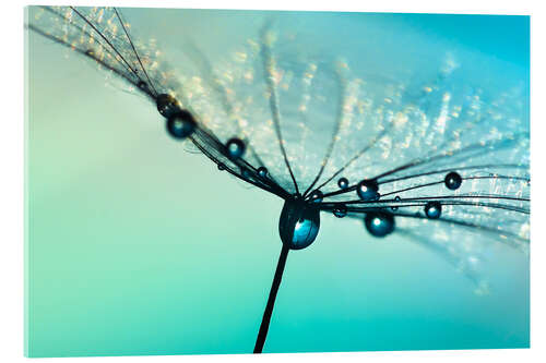 Akrylglastavla Dandelion umbrella turquoise with morning dew