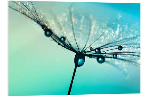 Gallery print Dandelion umbrella turquoise with morning dew