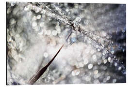 Cuadro de aluminio Dandelion Dew Drops Bokeh