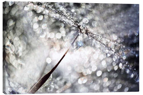 Quadro em tela Dandelion Dew Drops Bokeh