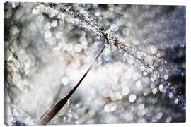 Obraz na płótnie  Dandelion Dew Drops Bokeh - Julia Delgado