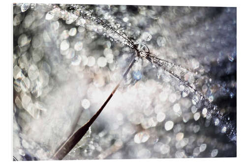 Bilde på skumplate Dandelion Dew Drops Bokeh