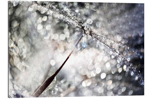 Quadro em plexi-alumínio Dandelion Dew Drops Bokeh