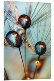 PVC print Dandelion umbrella with large dew drops