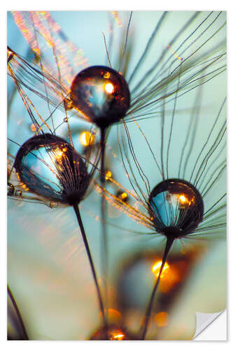 Wandsticker Pusteblume Schirmchen mit großen Tautropfen