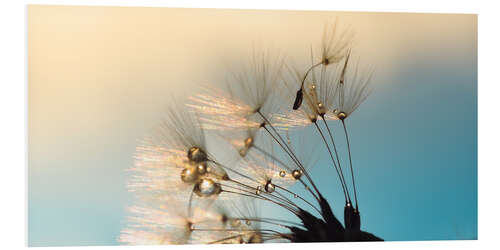 PVC-taulu Dandelion summer evening