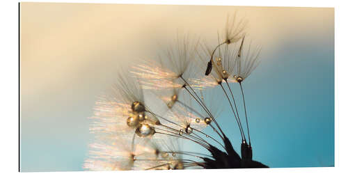 Galleriprint Dandelion summer evening