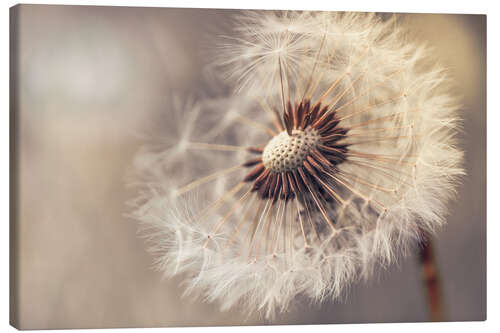 Canvas print Dandelion naturalness