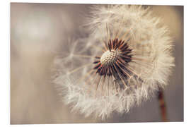 Foam board print Dandelion naturalness