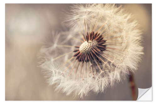 Selvklebende plakat Dandelion naturalness