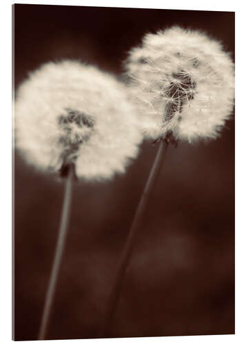 Acrylic print Dandelion couple sepia brown