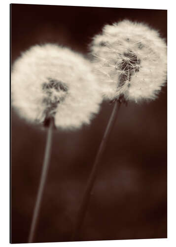 Aluminiumtavla Dandelion couple sepia brown