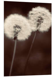 Foam board print Dandelion couple sepia brown