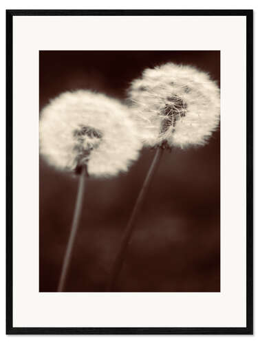 Gerahmter Kunstdruck Pusteblume Pärchen sepia braun