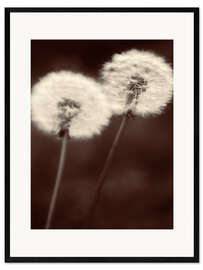 Impressão artística com moldura Dandelion couple sepia brown
