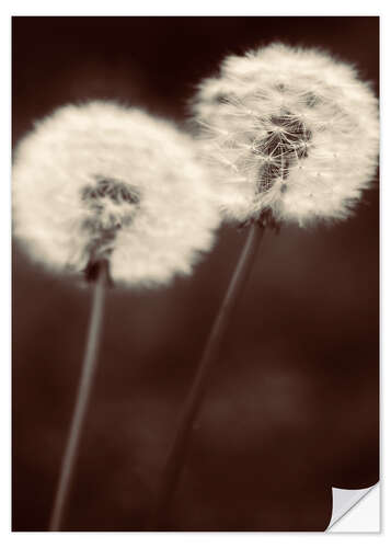 Selvklebende plakat Dandelion couple sepia brown