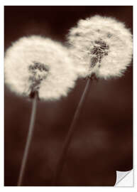 Muursticker Dandelion couple sepia brown