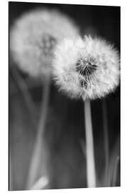 Aluminium print Dandelions black and white