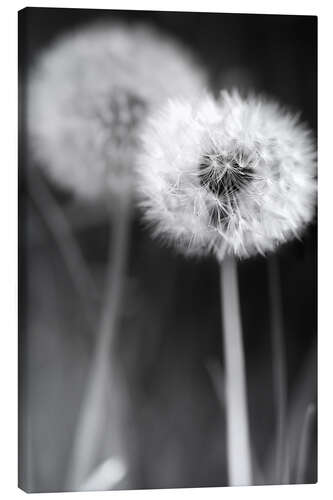 Canvas print Dandelions black and white