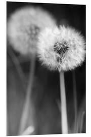 Foam board print Dandelions black and white