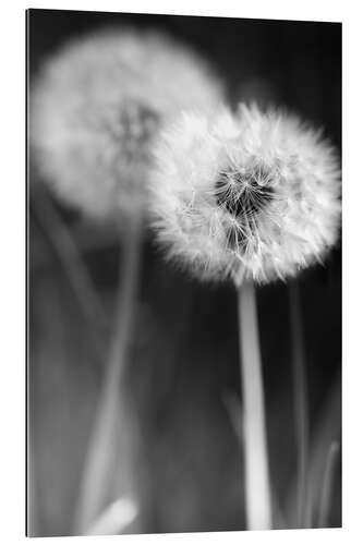 Gallery print Dandelions black and white