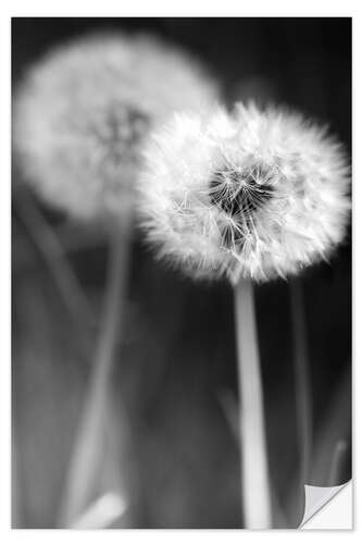 Naklejka na ścianę Dandelions black and white