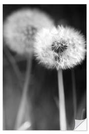 Muursticker Dandelions black and white