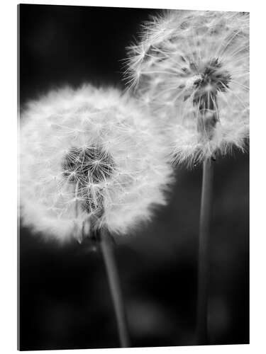 Stampa su vetro acrilico Dandelion couple black and white