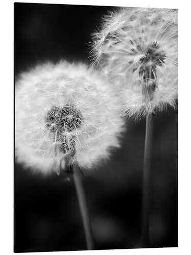 Stampa su alluminio Dandelion couple black and white