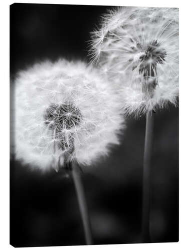 Canvas print Dandelion couple black and white