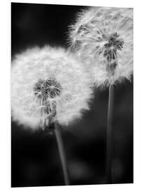 Foam board print Dandelion couple black and white