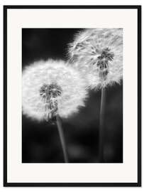 Gerahmter Kunstdruck Pusteblume Pärchen schwarzweiß