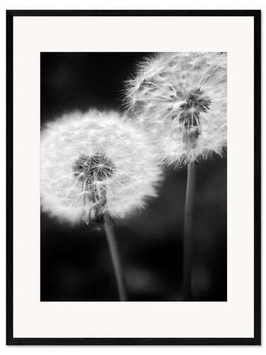 Impresión de arte enmarcada Dandelion couple black and white