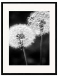 Impression artistique encadrée Deux pissenlits en noir et blanc