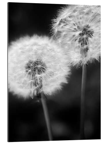 Galleriprint Dandelion couple black and white