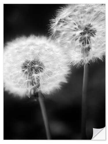 Selvklebende plakat Dandelion couple black and white