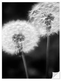 Muursticker Dandelion couple black and white