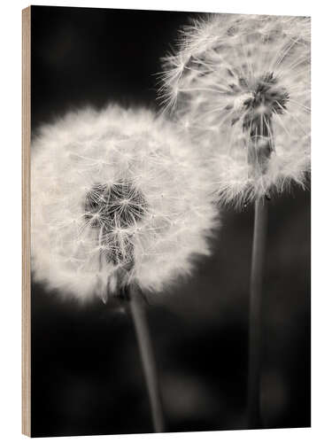 Stampa su legno Dandelion couple black and white