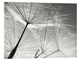 Acrylic print  Dandelion Umbrella in black and white - Julia Delgado