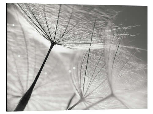 Aluminium print Dandelion Umbrella in black and white