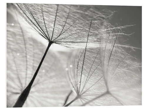 PVC-taulu Dandelion Umbrella in black and white