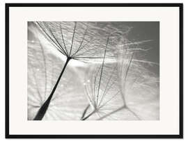 Gerahmter Kunstdruck Pusteblume Schirmchen in schwarz-weiss