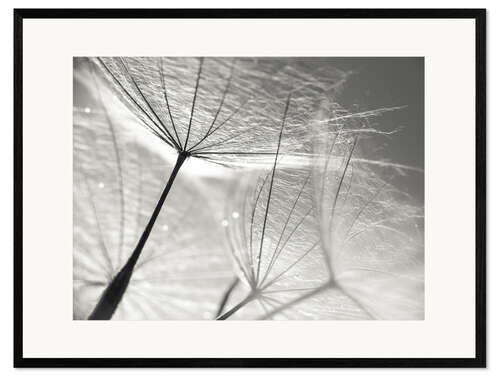 Kunsttryk i ramme Dandelion Umbrella in black and white
