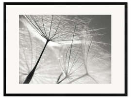 Framed art print Dandelion Umbrella in black and white